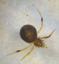 Phycosoma inornatum