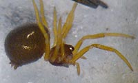 Phycosoma inornatum