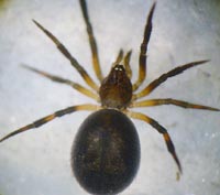 Phycosoma inornatum