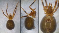 Phycosoma inornatum