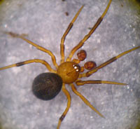 Phycosoma inornatum