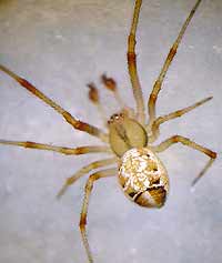 Phylloneta impressa