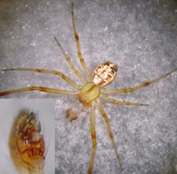 Phylloneta impressa