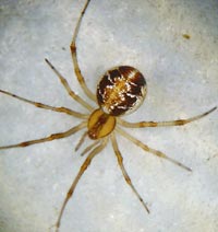 Phylloneta sisyphia