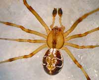 Phylloneta sisyphia