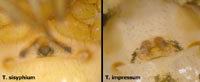 Phylloneta sisyphia vs. impressa