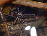 Pirata hygrophilus