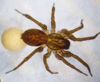 Pirata hygrophilus