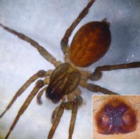 Pirata hygrophilus