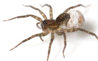 Pirata hygrophilus