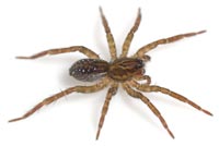 Pirata hygrophilus