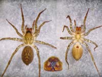 Pirata hygrophilus