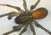 Pirata hygrophilus
