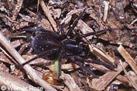 Pirata piscatorius