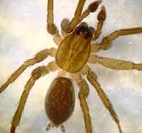 Pirata uliginosus