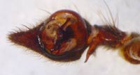 Pisaura mirabilis
