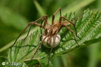 Pisaura mirabilis