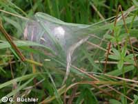 Pisaura mirabilis