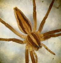 Pisaura mirabilis