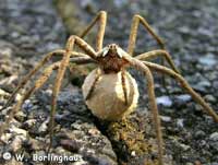 Pisaura mirabilis