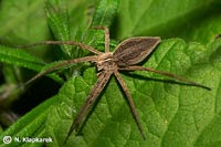 Pisaura mirabilis