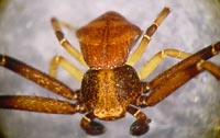 Pistius truncatus