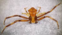 Pistius truncatus
