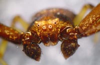 Pistius truncatus