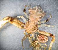 Pistius truncatus