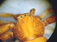 Pistius truncatus