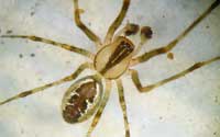 Pityohyphantes phrygianus