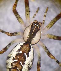 Pityohyphantes phrygianus