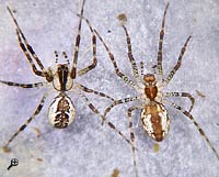 Pityohyphantes phrygianus