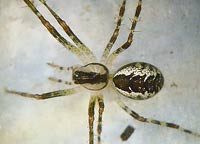 Pityohyphantes phrygianus