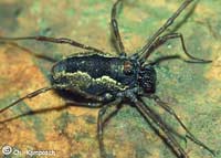 Platybunus bucephalus