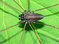 Platybunus  pinetorum