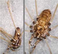 Platybunus  pinetorum