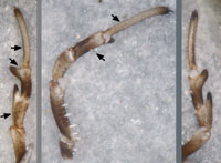 Platybunus  pinetorum
