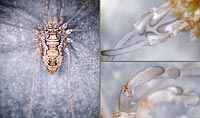 Platybunus  pinetorum