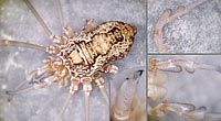 Platybunus  pinetorum