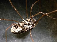Platybunus  pinetorum