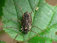 Platybunus  pinetorum