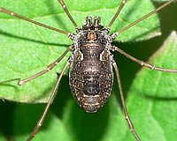 Platybunus  pinetorum