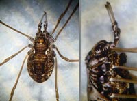 Platybunus cf. pinetorum