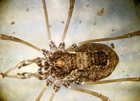 Platybunus sp.