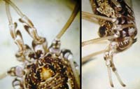 Platybunus sp.