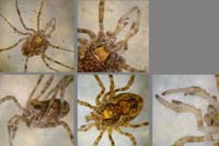 Platybunus sp.