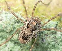 Platybunus sp.