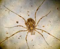 Platybunus sp.