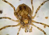 Platybunus sp.
